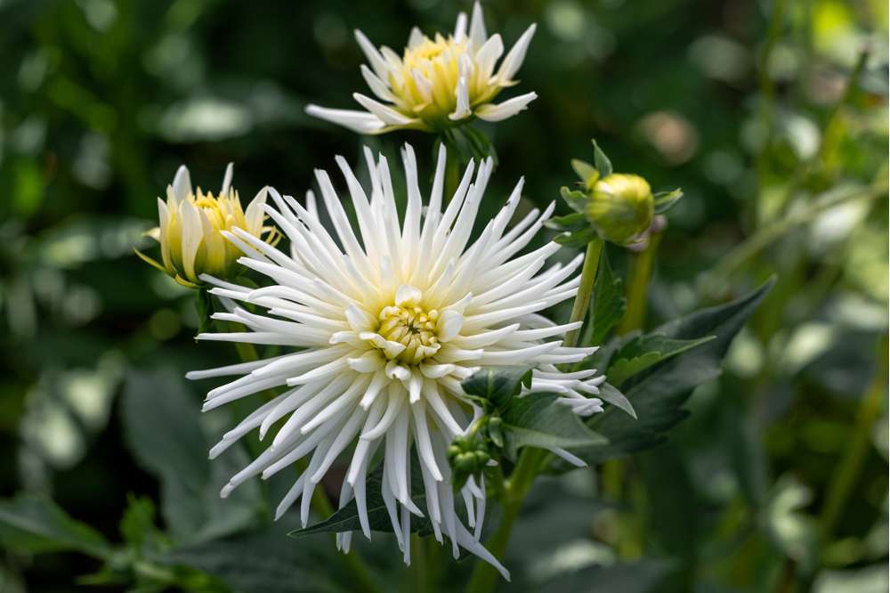 Dahlia 'Playa Blanca'